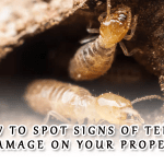 How to Spot Signs of Termite Damage on Your Property